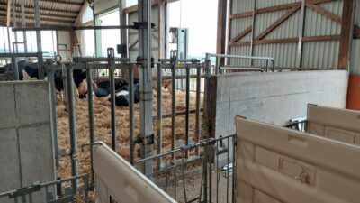 产犊栏旁边是新生儿犊牛间。