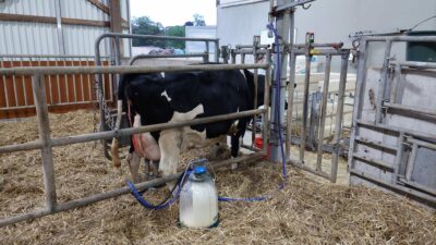 A black-pied cow being milked with mobile milking equipment