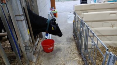 Корова наблюдает за своим телёнком в стойле для новорождённых