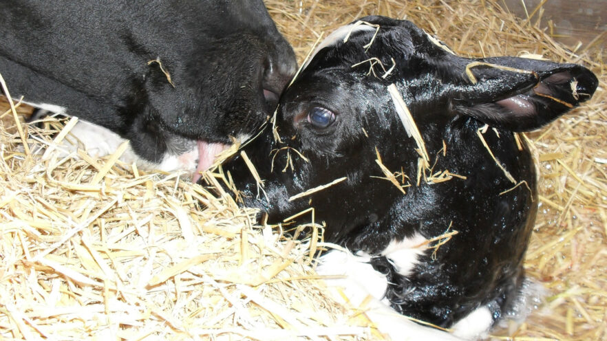 Newborn calf being kissed by a cow