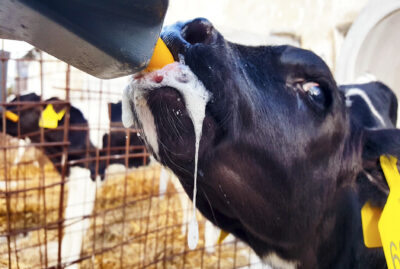Un vitello beve con molta saliva