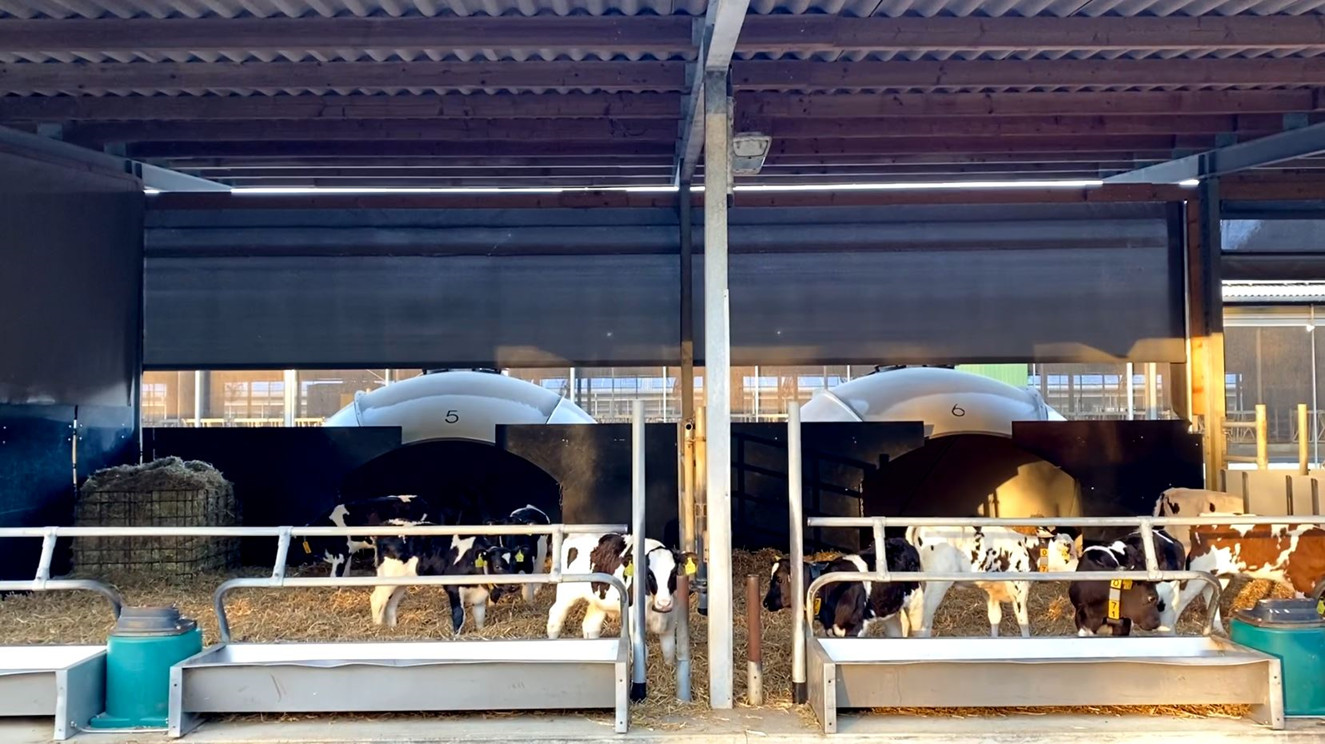 宽敞的饲料台和不锈钢食槽方便犊牛喂食