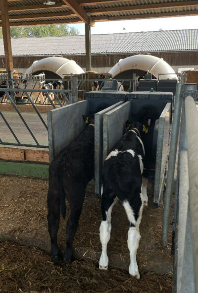 两头犊牛在 HygieneStation 上饲喂。