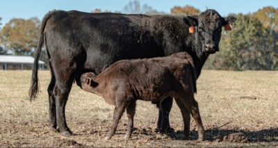 Vache et veau Angus