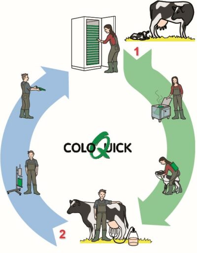 ColoQuick 循环：先饲喂 (1)，再挤奶 (2)