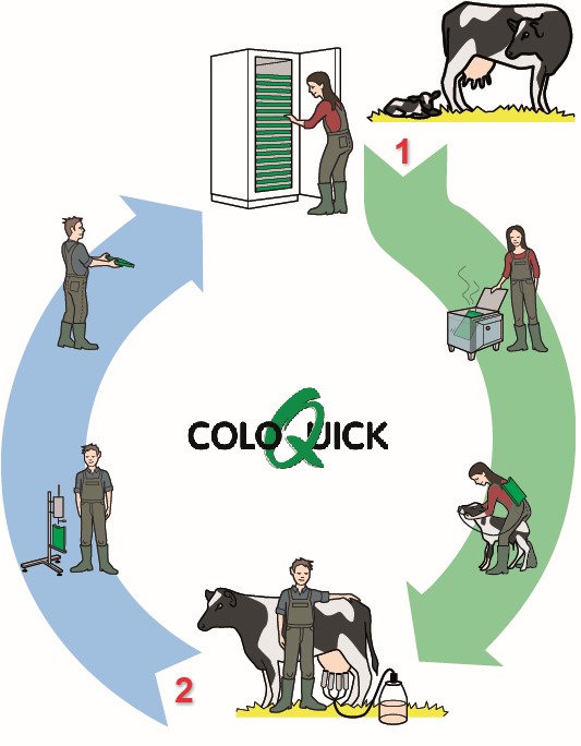 Цикл системы ColoQuick: сначала кормление (1), затем доение (2) Цикл системы ColoQuick: сначала кормление (1), затем доение (2)