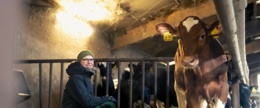 Vrouw kijkt naar een kalf