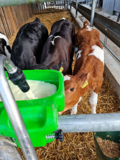 MilkTaxiのディスペンシングアームが乳頭バーに充填し、子牛ががぶ飲み。
