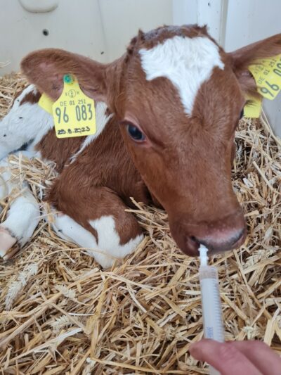 子牛の鼻孔にワクチン接種