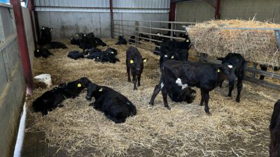 藁の中で満足気に寝そべる子牛グループ