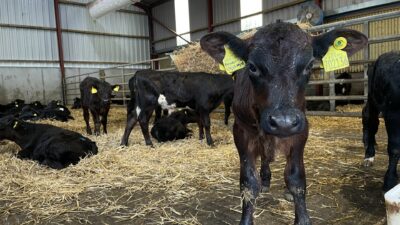 Calf looking into the camera