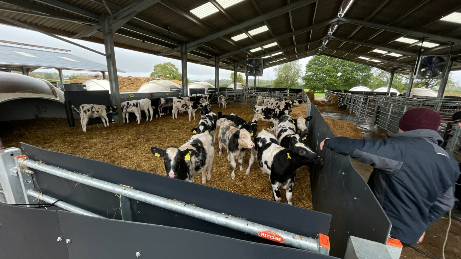 I forgot everything about calf rearing ...