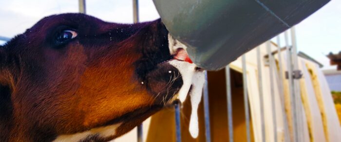 Kalf produceert speeksel tijdens het drinken