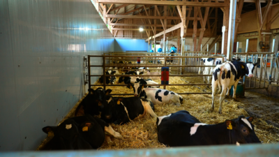 Small groups of calves