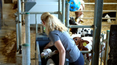 Calf in a HygieneStation
