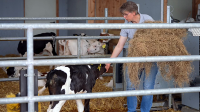 Happy calf, happy farmer