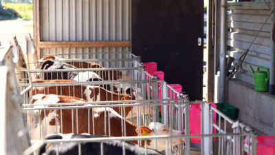 Individual hutches