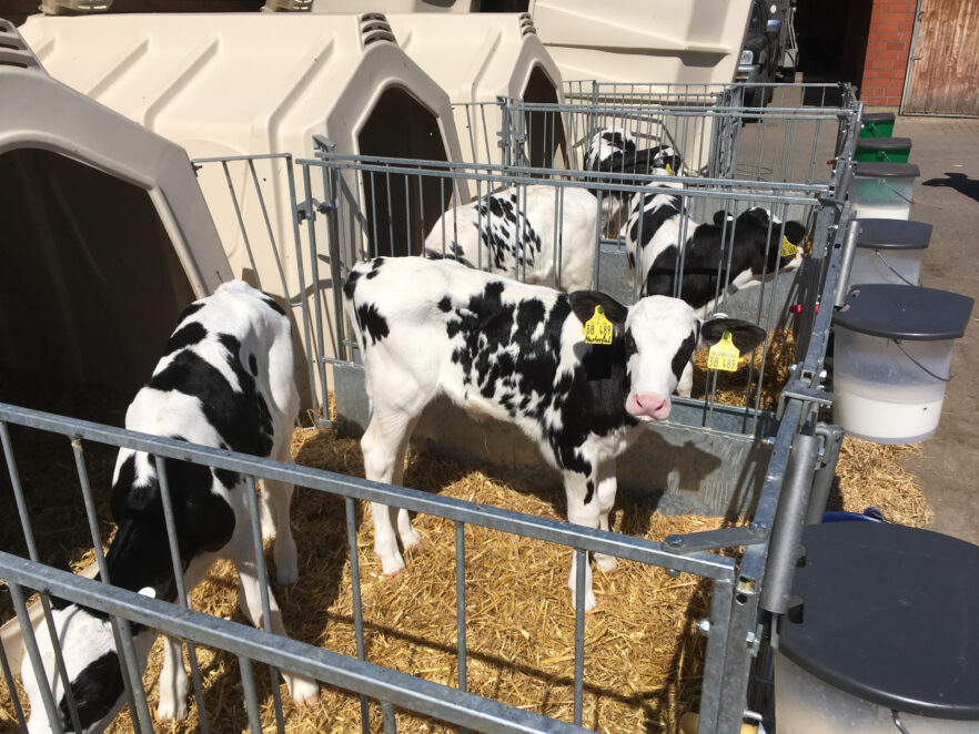 Deux veaux dans l’enclos TwinHutch