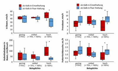 Utilisation des logettes et comportement alimentaire des génisses gestantes qui ont été élevées seules ou en couple lorsqu’elles étaient veaux, en fonction de la densité d’occupation (modifié d’après Clein et al., 2024).