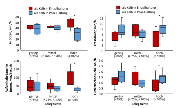 Utilisation des logettes et comportement alimentaire des génisses gestantes qui ont été élevées seules ou en couple lorsqu’elles étaient veaux, en fonction de la densité d’occupation (modifié d’après Clein et al., 2024).
