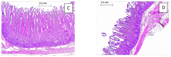 Vergelijking van darmvlokken in het jejunum: links transitiemelk, rechts kunstmelk (MAT) (Van Soest, 2022).