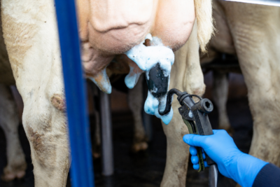 Cleaning the udder